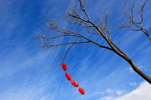 Chinese red lanterns hanging on the tree for  celebrations