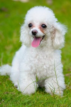 A little toy poodle dog standing on the lawn