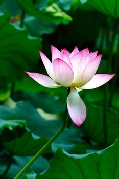 Lotus flower blooming in the pool