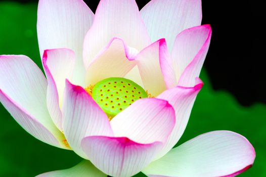 Close-up of lotus flower in the pool
