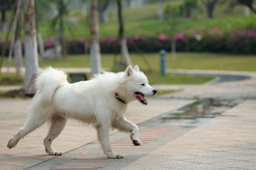 A happy samoyed dog running on the ground