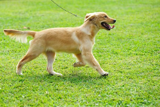 Little golden retriever dog running