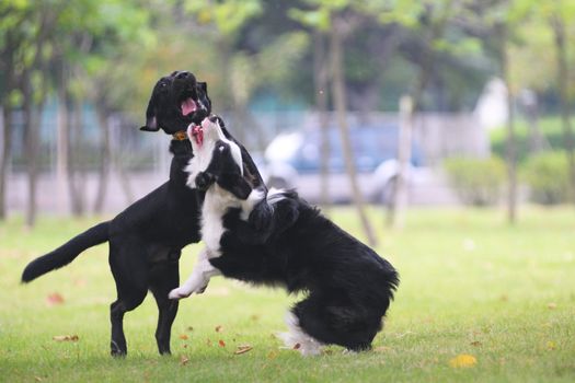 Dogs fighting on the lawn in the park