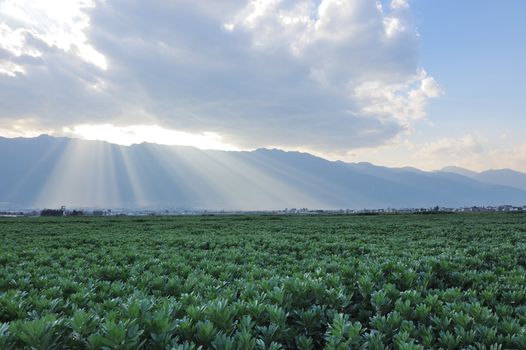 Landscape of green pea field in the sunlight, photo taken in Yunnan province, China