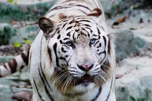 White tiger in the zoo