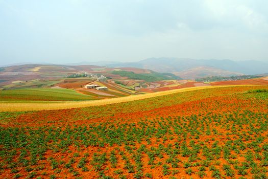 Field landscape in Yunnan Province, southwest of China
