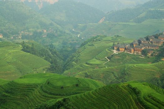 Green rice field in Guangxi province, China