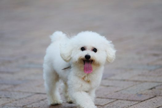 A toy poodle dog running on the ground
