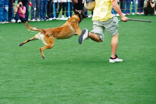 A police dog catching the hand of a robber