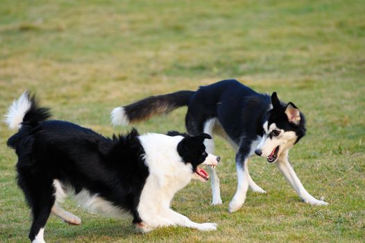 Two dogs playing on the lawn in the park