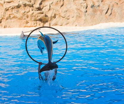 Dolphin Show