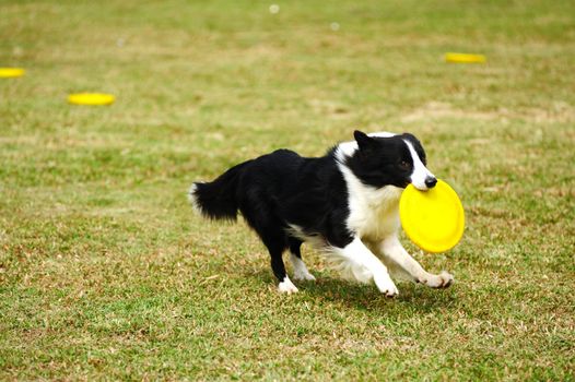 Border collie dog running and hold a dish in mouth