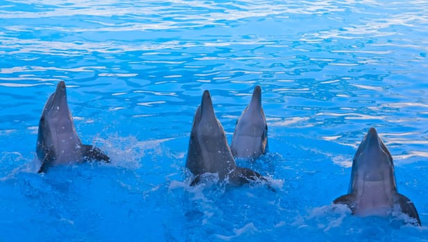 Dolphin Show