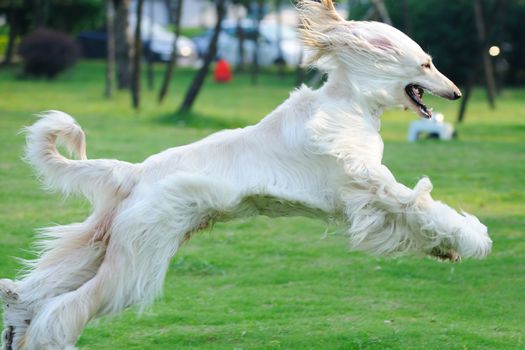 Afghan hound dog running on the lawn