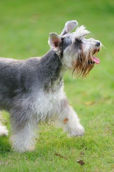 Miniature schnauzer dog walking on the lawn