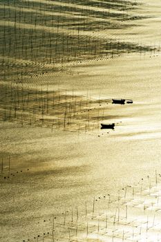 Seaweed farm against strong sunlight in Fujian province of China