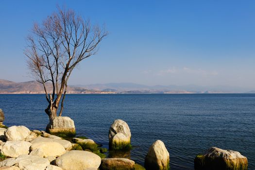 Tree and stones by the lake in Dali, Yunnan province of China