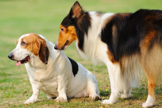 Two dogs playing together in the lawn