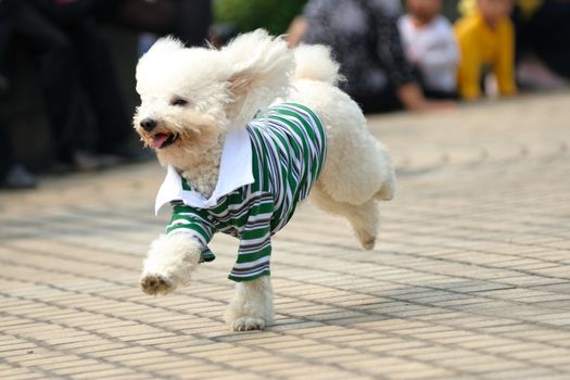 Little toy poodle dog running on the ground