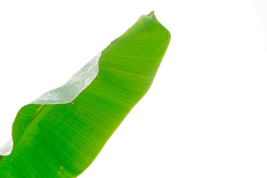 Fresh banana leaf isolated against white background