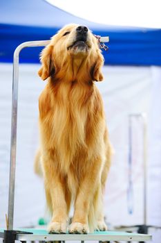 Golden retriever dog standing on the table