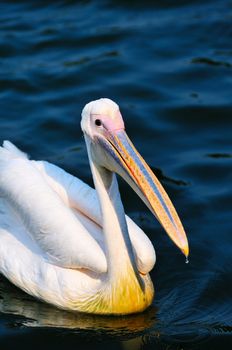 Pelican bird swimming in the lake