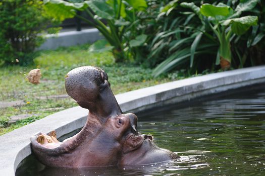 Hippopotamus amphibius opening its mouth for food