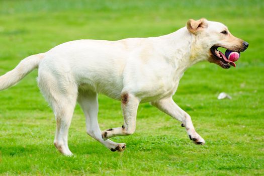 White labrador dog holding a ball and running on the lawn