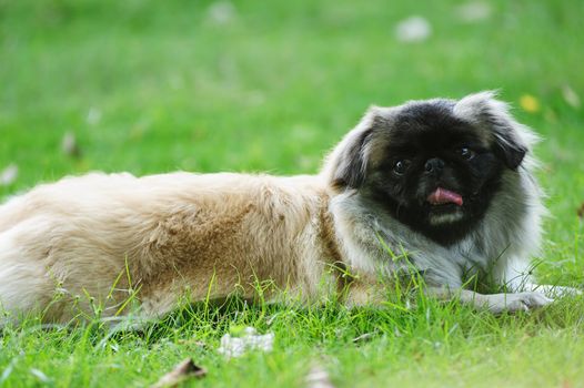 A pekingese dog lying on the lawn