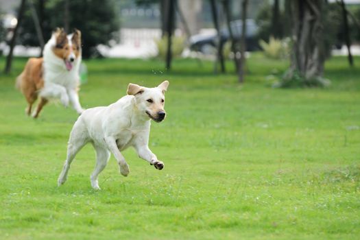 Two dog running and chasing on the lawn