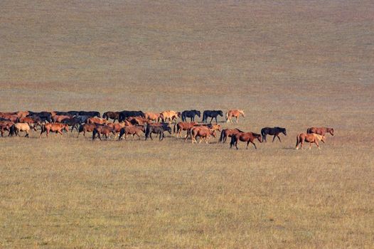 Group of horses in Bashang grassland, Hebei, China