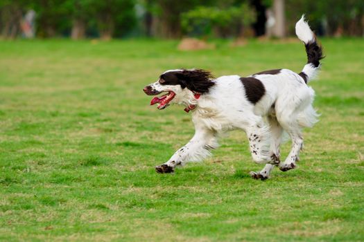 Springer dog running on the lawn