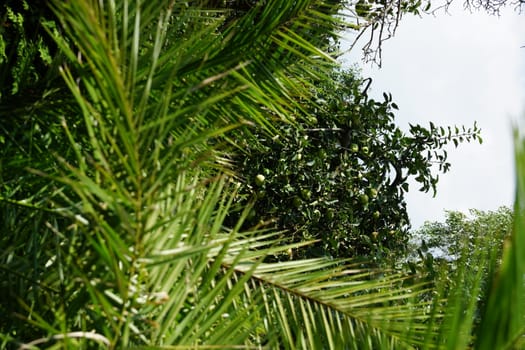 palms and apple-tree