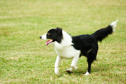 Border collie dog running on the lawn