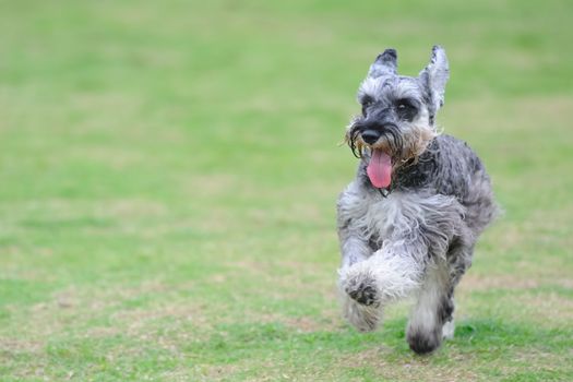 A miniature schnauzer dog running on the lawn
