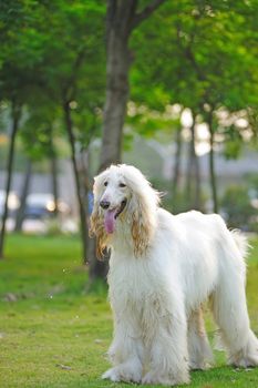 White afghan hound dog standing on the lawn