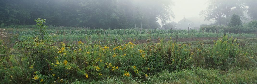 Panoramic landscape