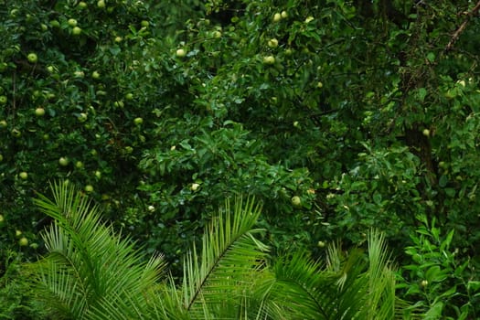 palms and apple-tree