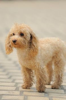 A little toy poodle  dog standing on the ground