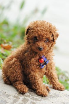 A little toy poodle dog sitting on the ground