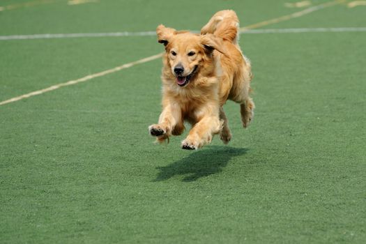 Golden retriever dog running on the playground