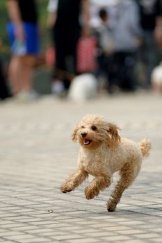 little lovely toy poodle dog running on the ground