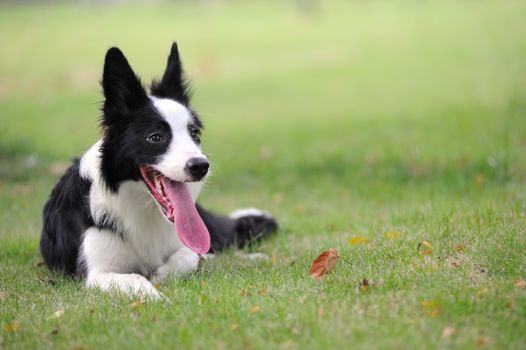 Border collie dog lying on the lawn