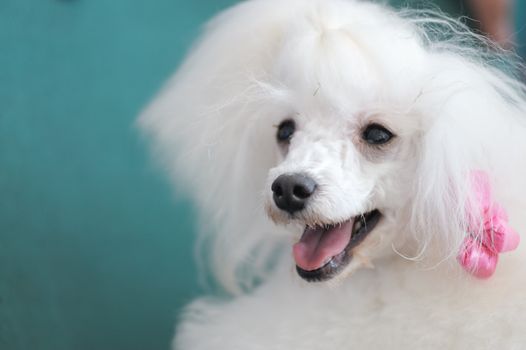 Portrait of a little white poodle dog