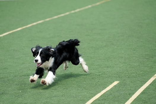 Border Collie running on the playground