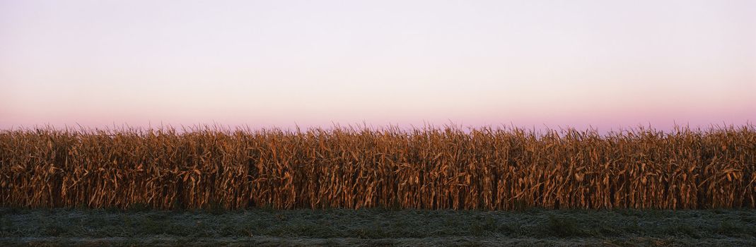 Panoramic landscape