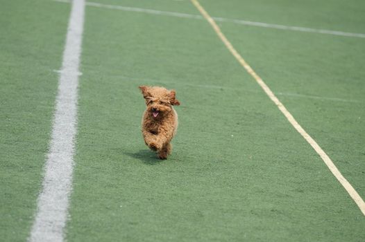 Lovely little toy poodle dog running on the playground