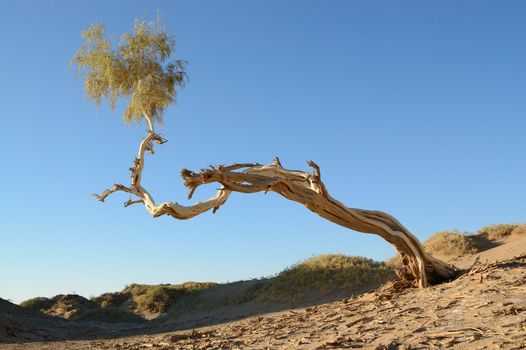 Single Diversifolia Populus tree grows on poor soil