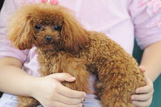Asian kid holding a toy poodle dog in her arms