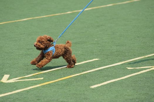 Lovely little toy poodle dog running on the playground